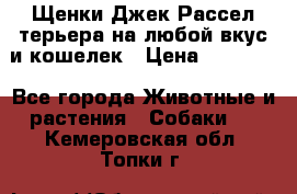 Щенки Джек Рассел терьера на любой вкус и кошелек › Цена ­ 13 000 - Все города Животные и растения » Собаки   . Кемеровская обл.,Топки г.